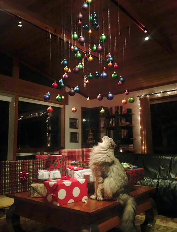 Friday Fun Critter Proofing Your Christmas Trees Politics