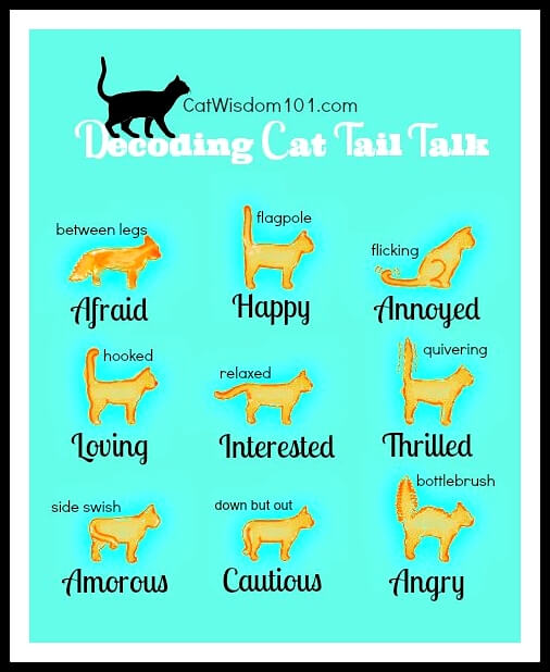 Cat Language Chart